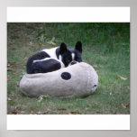 French Bulldog Cute posters