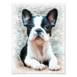 French bulldog dog photo art