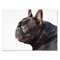 French Bulldog Photo