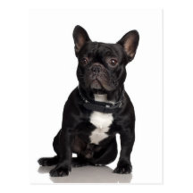 French Bulldog Post Cards