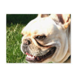 French Bulldog postcards