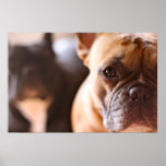 French Bulldog posters