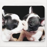 French bulldog puppies mousepads