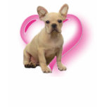French bulldog puppy shirt