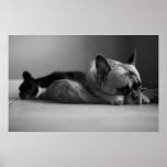 French Bulldog Sorry Posters