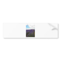 french lavender fields bumper sticker