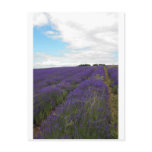 french lavender fields postcards
