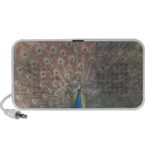 French Peacock PC Speakers