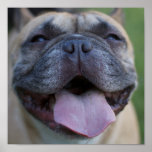 Frenchie posters
