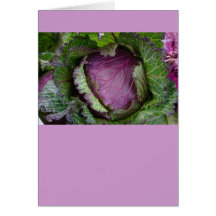Fresh Cabbage Greeting Cards