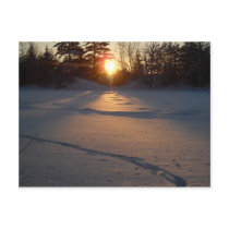 Fresh Deer Tracks at Sunrise Post Card