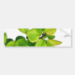 Fresh Green Leaves On White Background Bumper Stickers