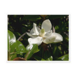 Fresh Magnolia Bloom