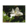 Fresh Magnolia Bloom Post Cards