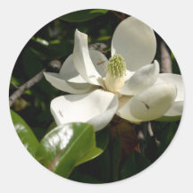 Fresh Magnolia Bloom Round Stickers