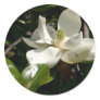Fresh Magnolia Bloom
