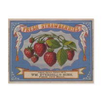 Fresh Strawberries Post Card