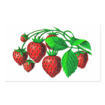 Fresh Strawberries Rectangle Stickers