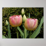 Fresh Tulips ~ print