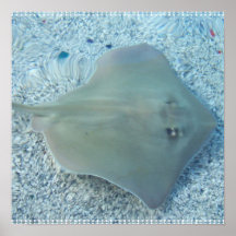 Fresh Water Stingray Poster