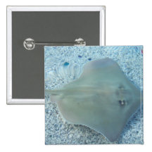 Fresh Water Stingray Square Pin