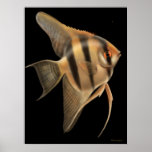 Freshwater Angelfish Poster posters