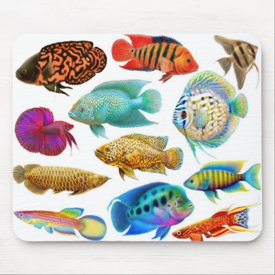 Freshwater Aquarium Fish on Freshwater Aquarium Fish Mousepad   Zazzle Co Uk