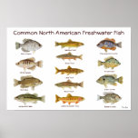 Freshwater Fish Poster posters