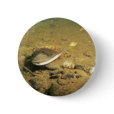 Freshwater Mussels Uk