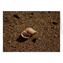 Freshwater Snail Shell; Customisable Card