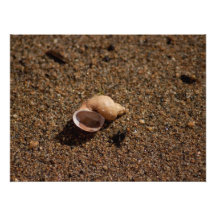 Freshwater Snail Shell; No Text Photo