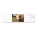 Fresian cow bumper stickers