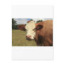Fresian cow postcards