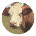 Fresian cow stickers