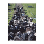 Fresian Dairy Cows, Awaiting Milking, Co Laois, Postcard