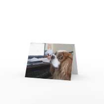 Friday Cavalier King Charles Spaniel at the office