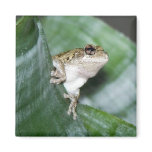 'Fridge Frog Magnet
