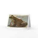 Friend Bull Frog cards