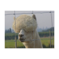 Friendly alpaca postcard