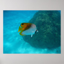 Friendly Fish