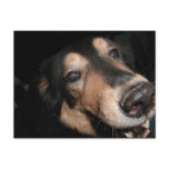 FRIENDLY GERMAN OR BELGIAN SHEPHERD DOG FACE POST CARDS