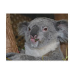 Friendly Koala Postcard