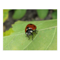Friendly Ladybug postcards