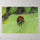 Friendly Ladybug Poster