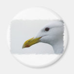 Friendly Seagull? Refrigerator Magnet