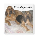 Friends for life. magnets