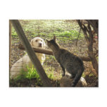 Friends postcards