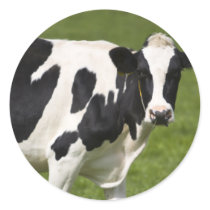 Friesian cow round sticker