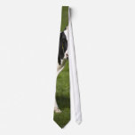 Friesian cow ties