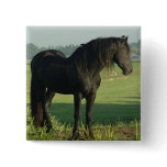 Friesian Horse buttons